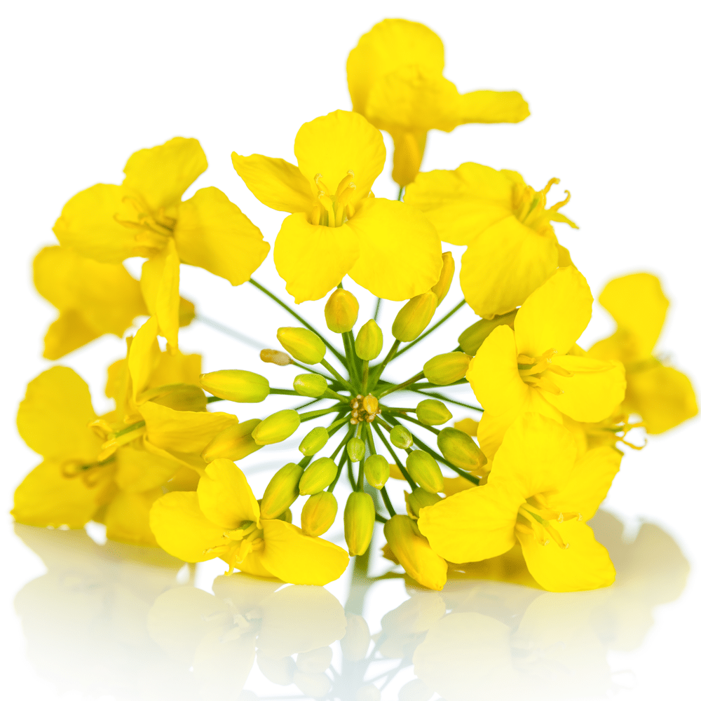 focus-fleur-de-colza-les-bains-d-hygie-massages-et-spa-bio-3