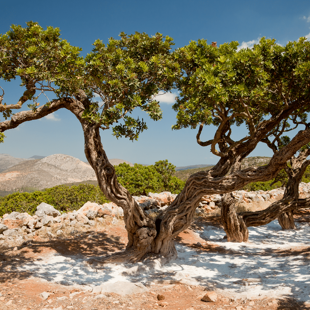 focus-huile-de-chios-lentisque-pistachier-les-bains-d-hygie-massages-et-spa-bio